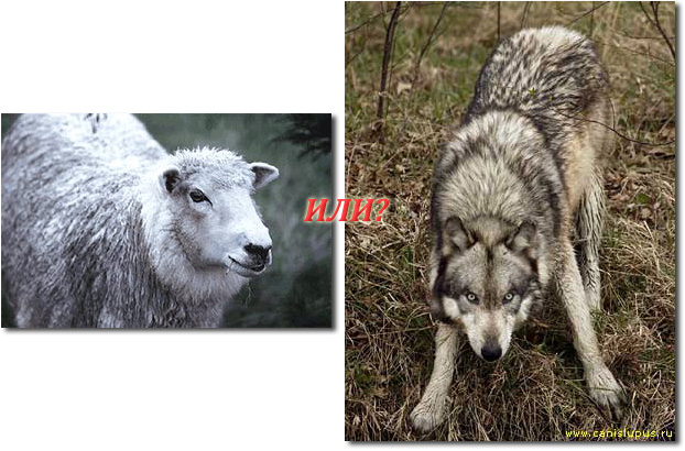 волк или овца?